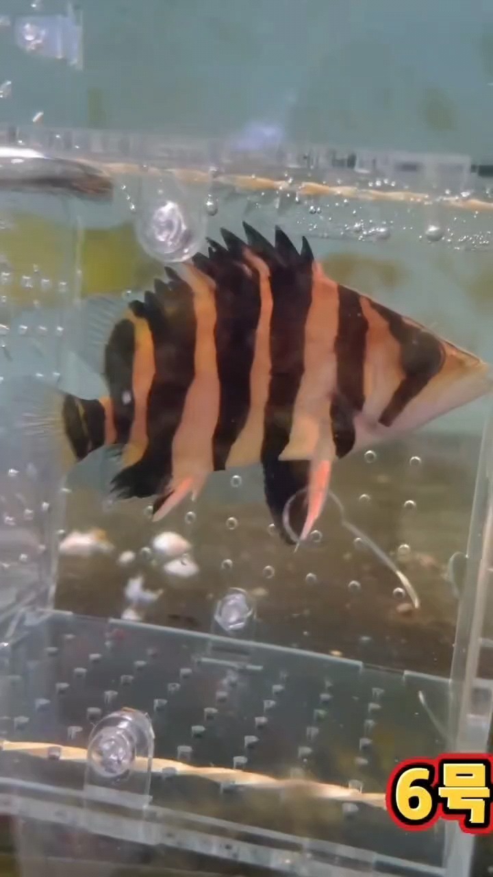有喜歡虎魚和龍魚魟魚的可以聯系我[keai] V18615761258