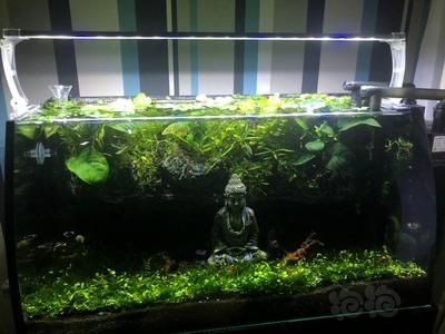 小米魚缸怎樣加裝過濾器：小米魚缸過濾器改造