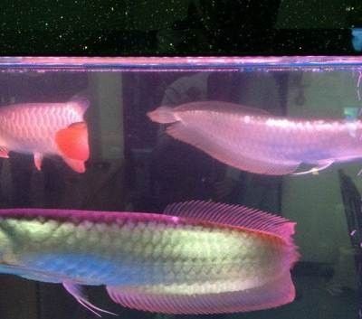 龍魚什么時候繁殖的