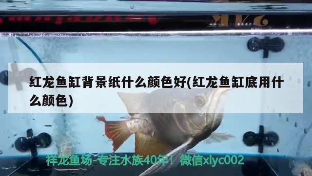 任丘市藍鯊水族館（任丘市藍鯊水族館電話）