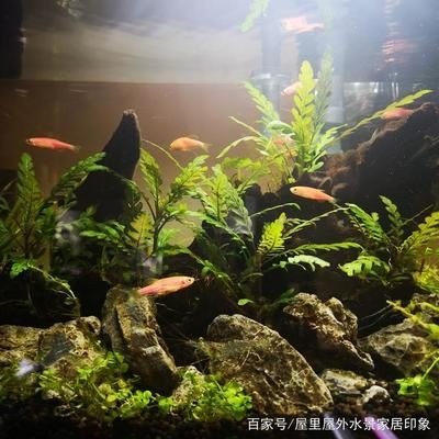 選擇定制魚缸還是成品魚缸時需要考慮多個因素：定制魚缸好還是成品魚缸好？