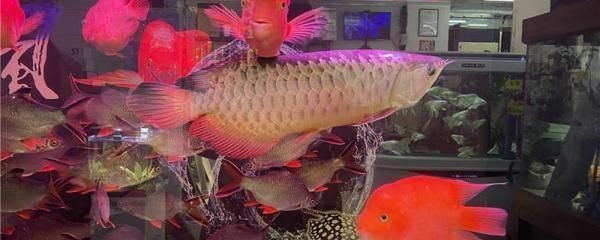 龍魚被咬露出魚刺還能救嗎：如何判斷龍魚傷口嚴重程度