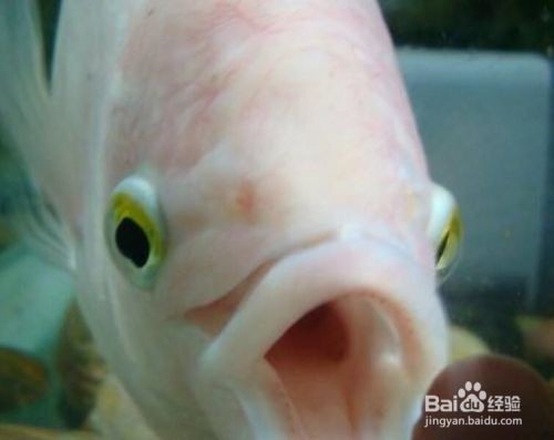 龍魚被咬露出魚刺還能救嗎：如何判斷龍魚傷口嚴重程度