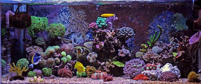 海缸和普通魚缸在多個方面存在差異包括以下幾個方面：海缸與普通魚缸在養殖方面的區別