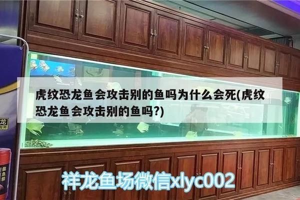 虎紋恐龍魚會攻擊別的魚嗎？（關于虎紋恐龍魚攻擊性的詳細信息）