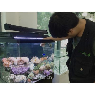 西安魚缸批發市場（西安魚缸批發市場排名）