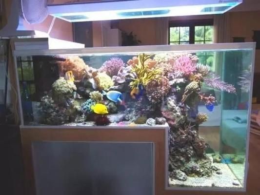 魚缸最佳擺放位置指南：魚缸擺放與家居風水關系，客廳吉位如何確定方法
