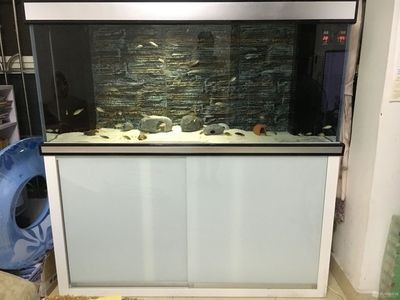 底濾魚缸進水口吸魚的原因（底濾魚缸過濾原理）