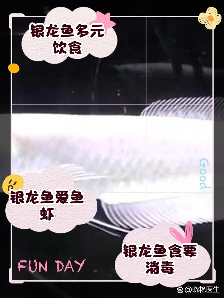 銀龍魚吃活的小魚行嗎