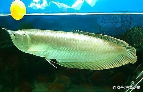 銀龍魚吃活的小魚行嗎
