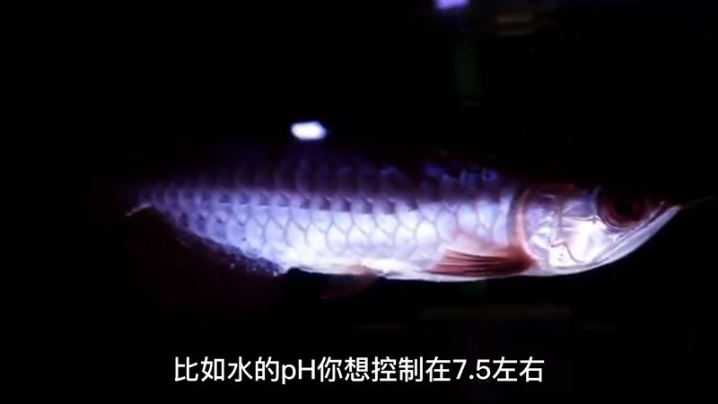 養(yǎng)龍魚(yú)視頻大全視頻高清圖片