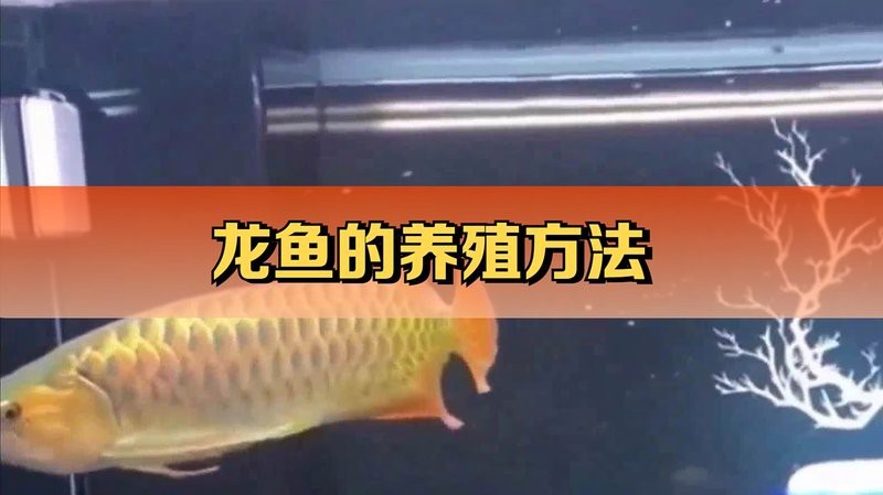 養(yǎng)龍魚(yú)視頻大全視頻高清圖片