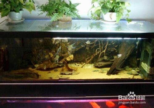 魚缸消毒的科學(xué)原理是什么魚缸消毒殺菌的基本原理：如何正確使用魚缸消毒劑