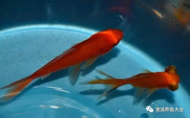 魟魚缸內環境布置：在魚缸底砂,在魚缸照明強度標準,在魚缸水質管理技巧