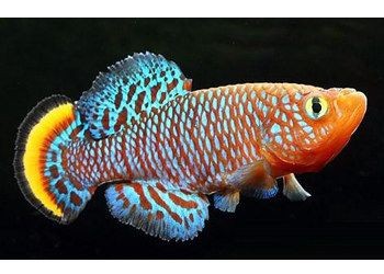 魟魚缸內環境布置：在魚缸底砂,在魚缸照明強度標準,在魚缸水質管理技巧