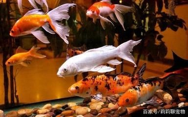 魚缸水白霧狀怎么辦（如何解決魚缸水白霧狀的問題）