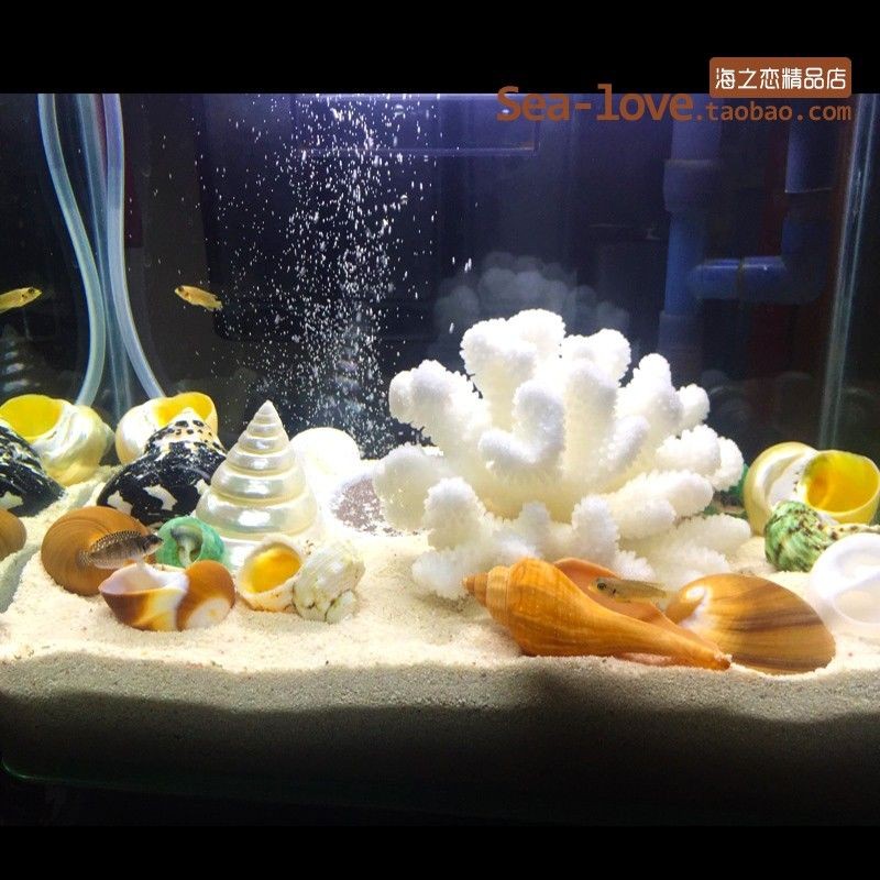 魚缸品牌十大排名榜海之（水族品牌十大排名榜海之）