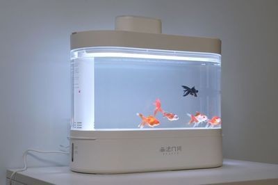 小魚缸配置都有什么東西：如何選擇適合的小魚缸