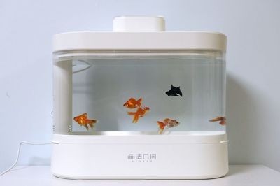 小魚缸配置都有什么東西：如何選擇適合的小魚缸