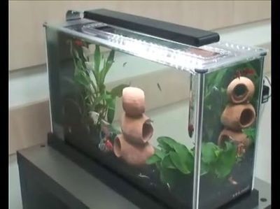 小魚缸配置都有什么東西：如何選擇適合的小魚缸