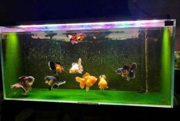 底濾魚缸里的雜質吸不干凈的問題解決方案：如何解決底濾魚缸雜質吸不干凈的問題