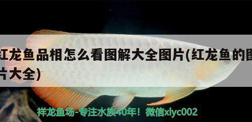 安順市西秀區(qū)合力城偉琪水族館（安順市西秀區(qū)合力城偉琪水族館電話）