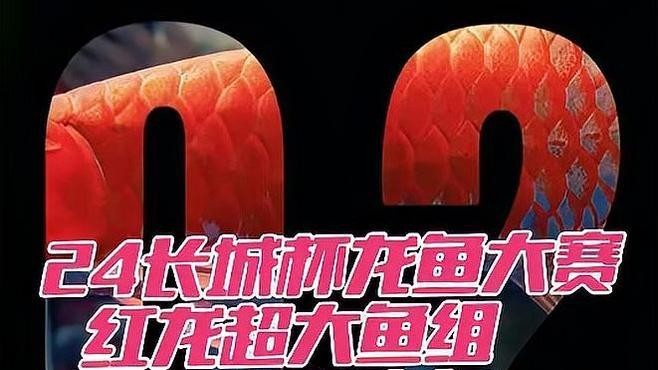 龍魚比賽視頻大全集