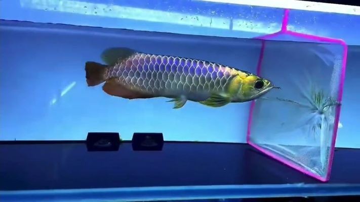 七彩龍魚和銀龍魚哪個好