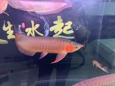 水族館魚缸的價格是多少：哈爾濱市道區魚缸定制魚缸產品，魚缸設計需要注意什么