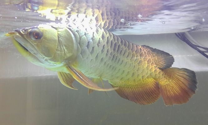龍魚身體突然變彎了：龍魚身體彎曲的原因及預防措施