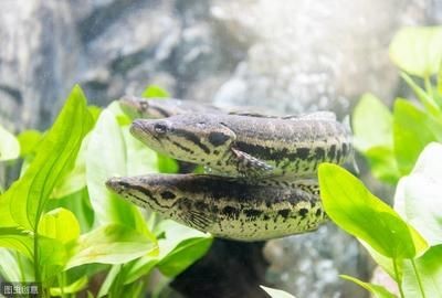 黑魚人工繁殖技術詳解人工繁殖黑魚技術詳解:養殖黑魚需要注意哪些問題? 魚缸百科 第1張 黑魚人工繁殖技術詳解人工繁殖黑魚技術詳解:養殖黑魚需要注意哪些問題? 黑魚人工繁殖技術詳解人工繁殖黑魚技術詳解:養殖黑魚需要注意哪些問題? 魚缸百科 第1張