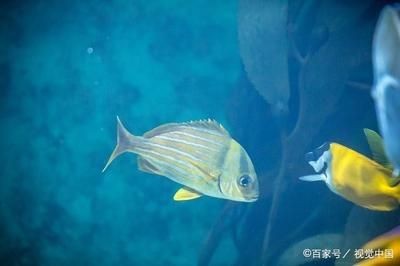 魚缸里的珊瑚石起什么作用：珊瑚石在海水魚缸中的作用
