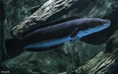 黑魚人工繁殖技術詳解人工繁殖黑魚技術詳解：養殖黑魚需要注意哪些問題？ 黑魚人工繁殖技術詳解人工繁殖黑魚技術詳解：養殖黑魚需要注意哪些問題？ 魚缸百科 第2張