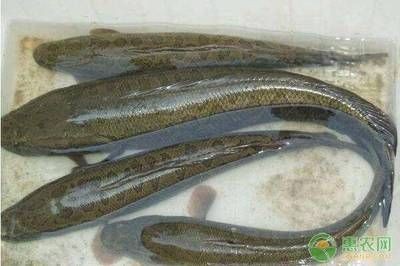 黑魚人工繁殖技術詳解人工繁殖黑魚技術詳解:養殖黑魚需要注意哪些問題? 魚缸百科 第3張 黑魚人工繁殖技術詳解人工繁殖黑魚技術詳解:養殖黑魚需要注意哪些問題? 黑魚人工繁殖技術詳解人工繁殖黑魚技術詳解:養殖黑魚需要注意哪些問題? 魚缸百科 第3張