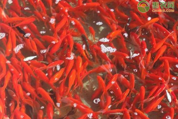 上海市浦東新區塘橋街道佰樂水族店（上海市浦東新區塘橋街道佰樂水族店電話）