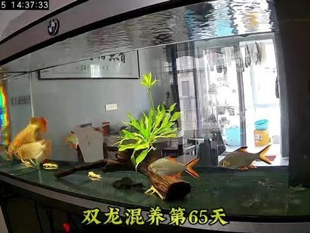 龍魚怎么叫的好聽