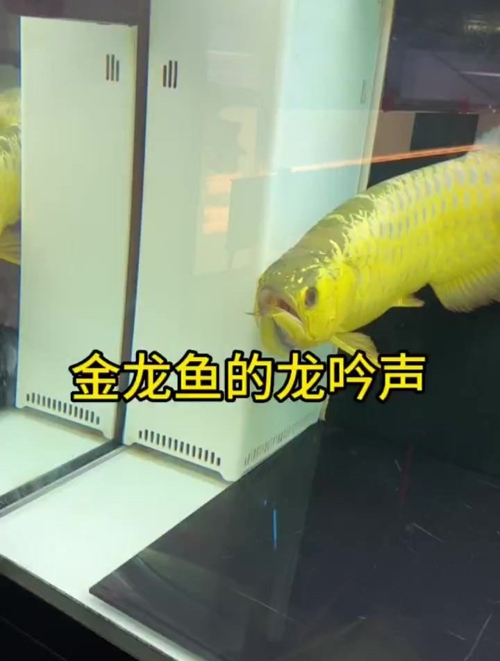 龍魚怎么叫的好聽