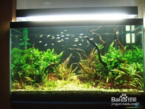 大魚缸清洗的全過程：大魚缸清洗全過程詳情
