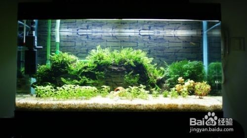 大魚缸清洗的全過程：大魚缸清洗全過程詳情