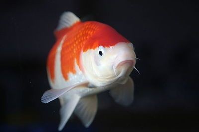 形容魚缸的句子：從不同方面形容魚缸