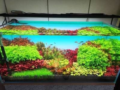 海景坊魚缸價格多少（海景坊魚缸價格一般多少）
