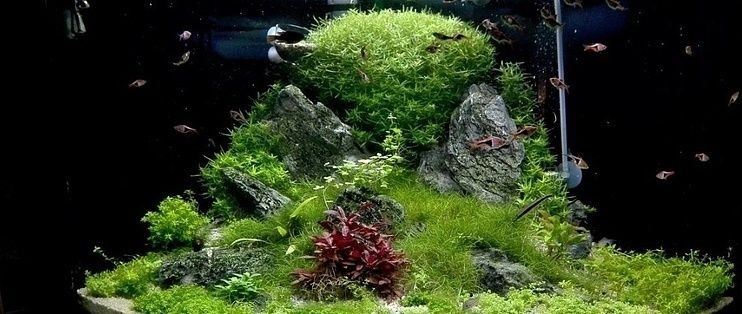 高端魚缸造景效果圖：荷蘭式魚缸造景案例高端魚缸燈光布置技巧和建議