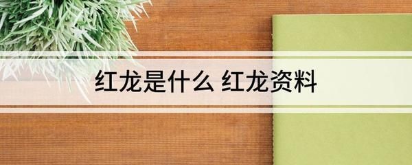 有沒有最小的紅龍魚買（尋找最小的紅龍魚苗）