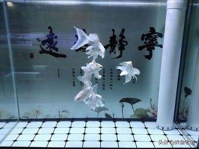 魚(yú)缸永遠(yuǎn)不用換水,看看怎么回事（魚(yú)缸永遠(yuǎn)不用換水,看看怎么回事,免換水）