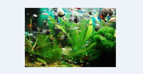 魚(yú)缸永遠(yuǎn)不用換水,看看怎么回事（魚(yú)缸永遠(yuǎn)不用換水,看看怎么回事,免換水）