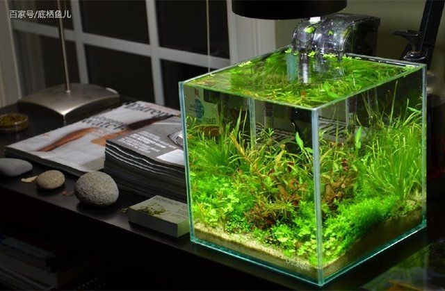 水草魚(yú)缸圖片欣賞