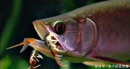 龍魚喂蜈蚣的作用是什么，：龍魚喂蜈蚣有什么作用，龍魚喂蜈蚣有什么作用嗎，飼養者應謹慎考慮