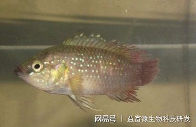 新諾明魚缸：復方新諾明在魚缸中的使用