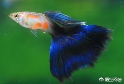 新諾明魚缸：復方新諾明在魚缸中的使用