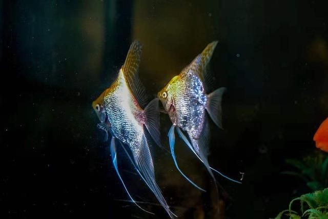 新諾明魚缸：復方新諾明在魚缸中的使用